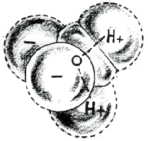 Water Molecule