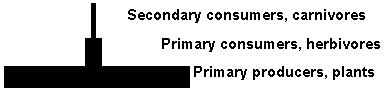 Pyramid of biomass in grasslands.