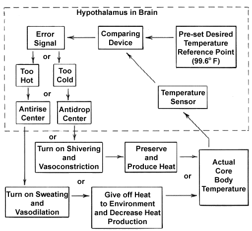 Diagram of hypothalmic control of core body temperature in humans.